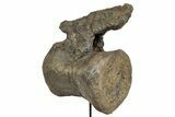 Fossil Camarasaurus Caudal Vertebra with Metal Stand - Colorado #335444-3